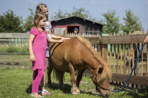 Twee meisjes borstelen een pony bij het hek