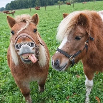 Twee Shetlandpony’s in de wei