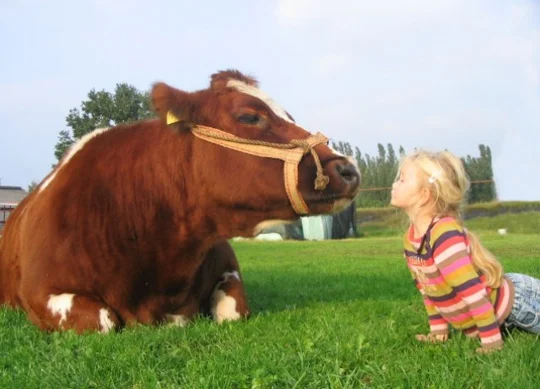 Met onze koeien knuffelen