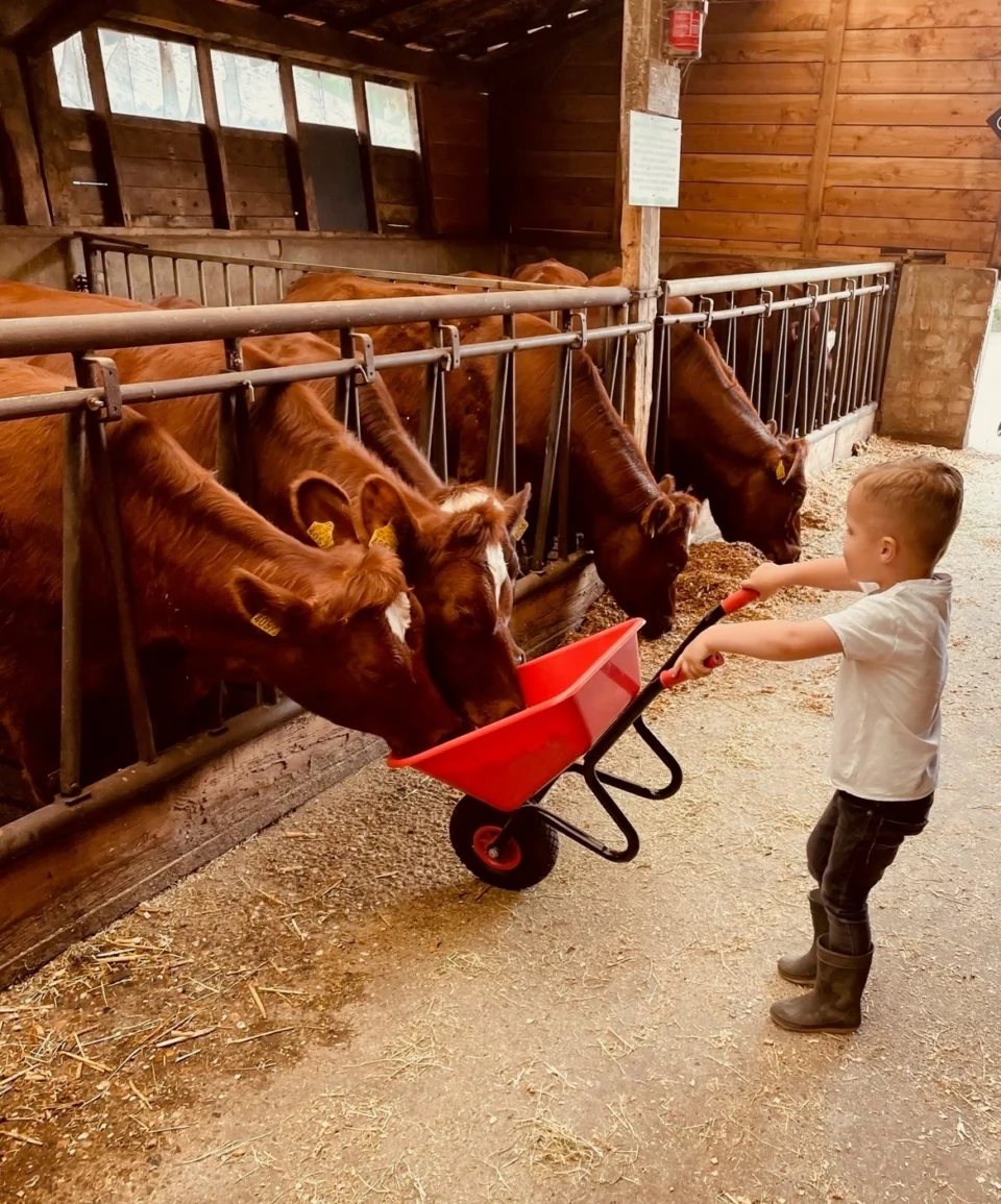 Een peuter duwt een rode kruiwagen met voer naar de koeien; de koeien eten eruit.