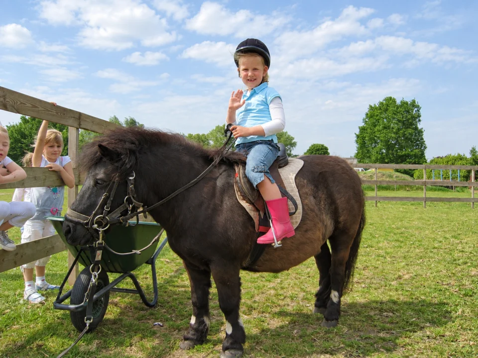 kind op pony
