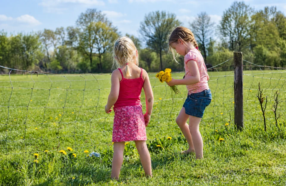 kinderen bij het weiland